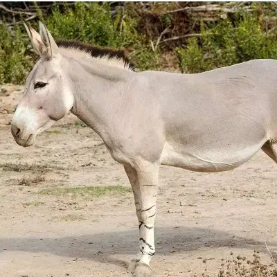 خر باربر|حیوانات مزرعه|دیواندره, |دیوار