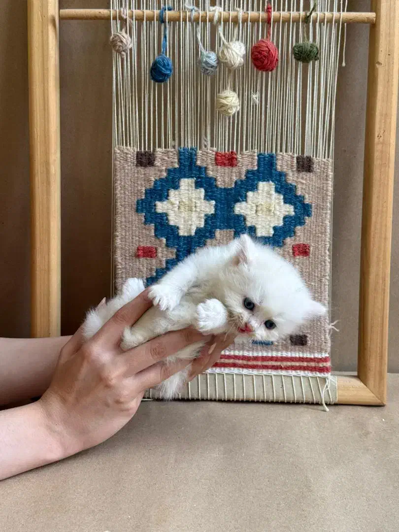 واگذاری گربه پرشین|گربه|یزد, |دیوار