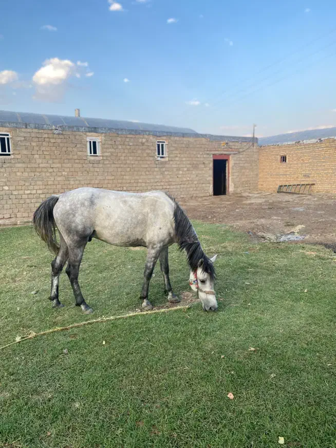 اسب|اسب و تجهیزات اسبسواری|ارومیه, |دیوار