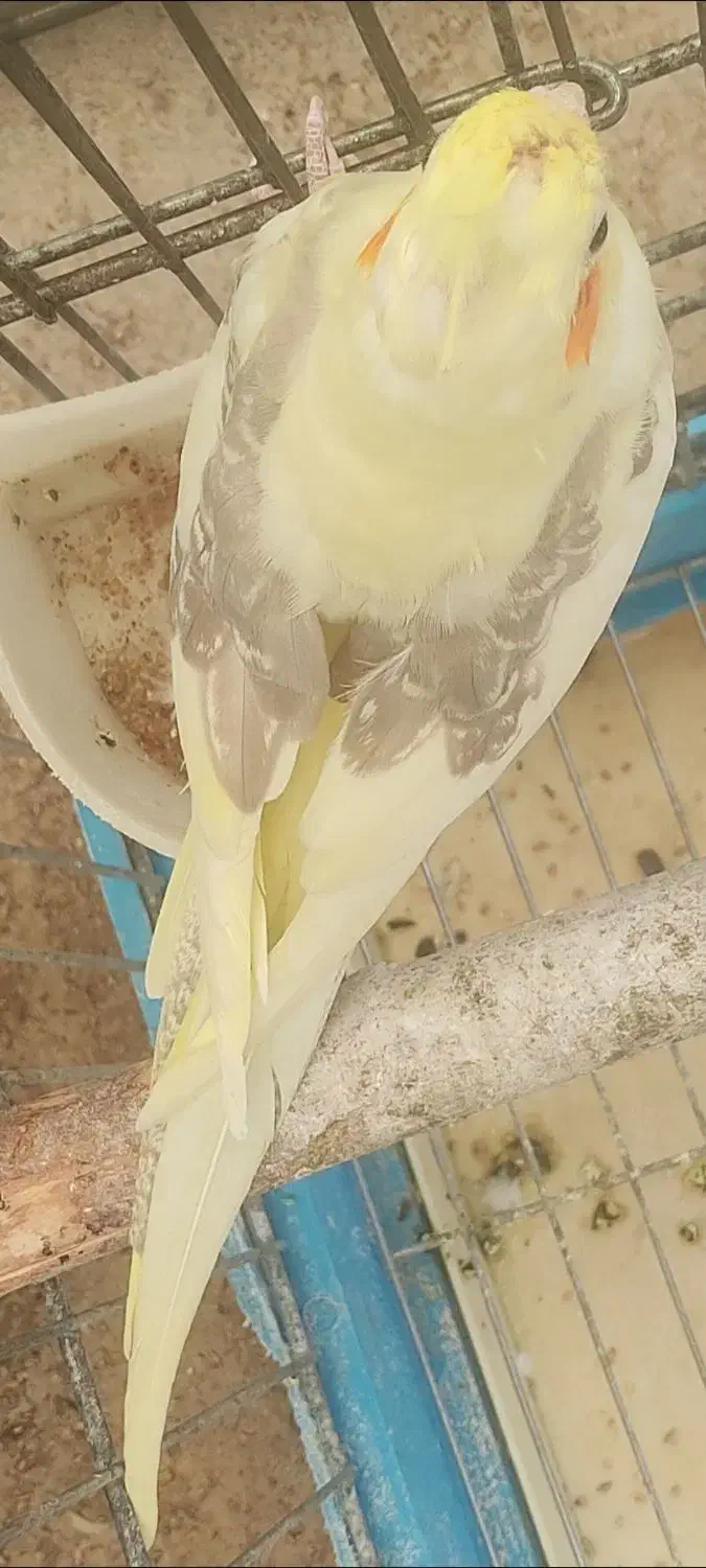 فروش عروس هلندی دوکت زعفرونی بالغ و آماده|پرنده|شیراز, شهرک استقلال|دیوار