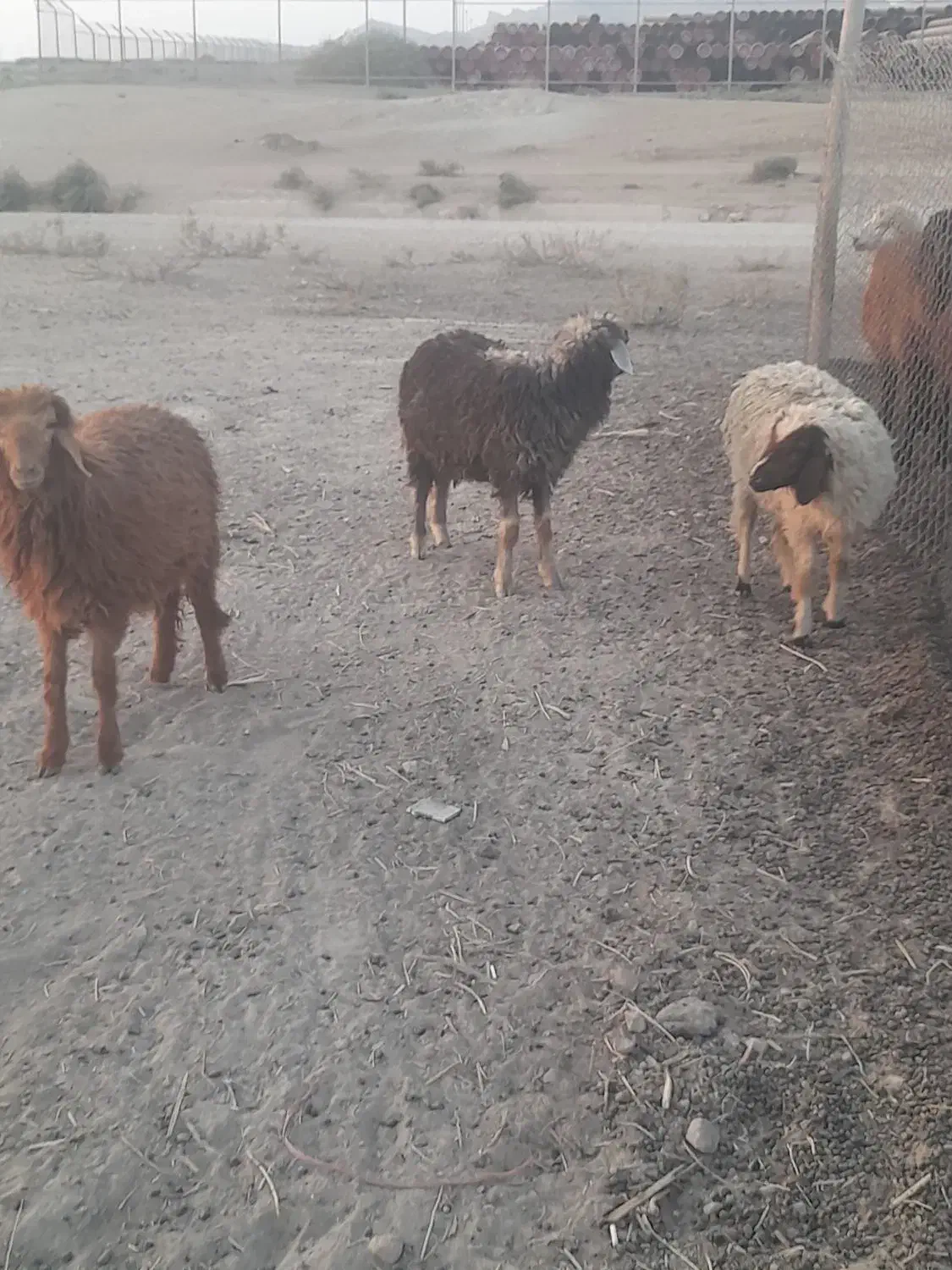 بره ماده جهت برکت|حیوانات مزرعه|امیدیه, |دیوار