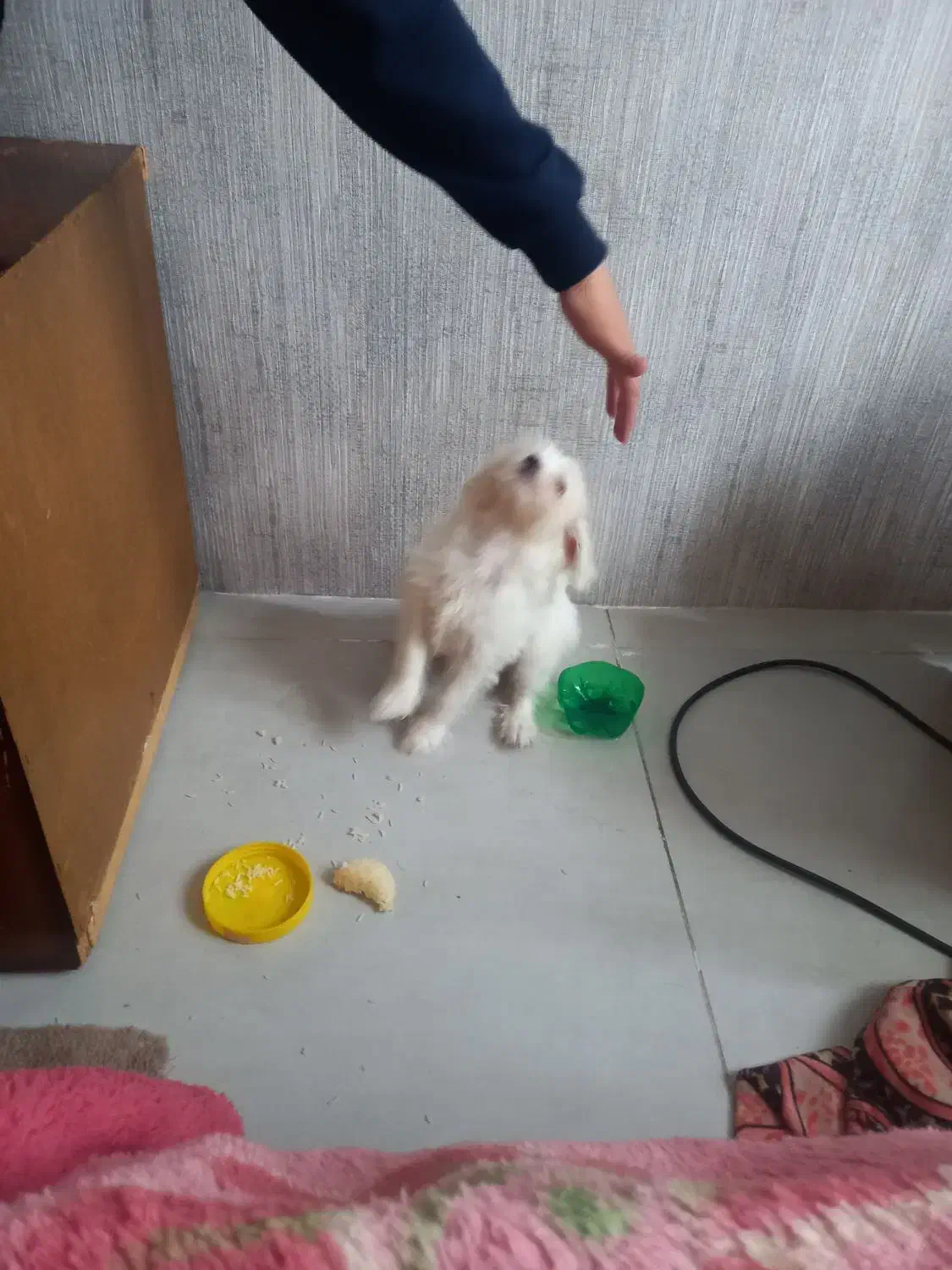 سگ خونگی|سگ|مشهد, فردوسی|دیوار