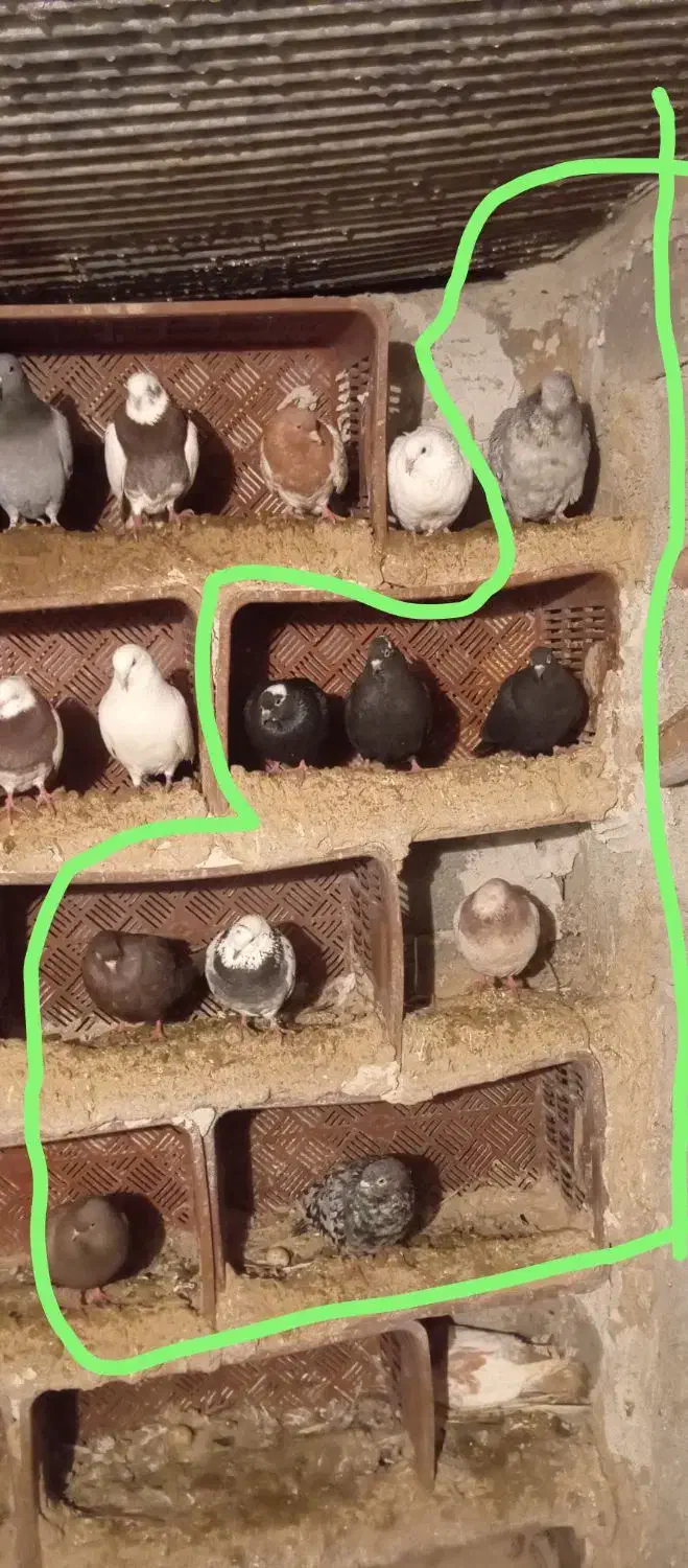 کبوتر|پرنده|ملکان, |دیوار