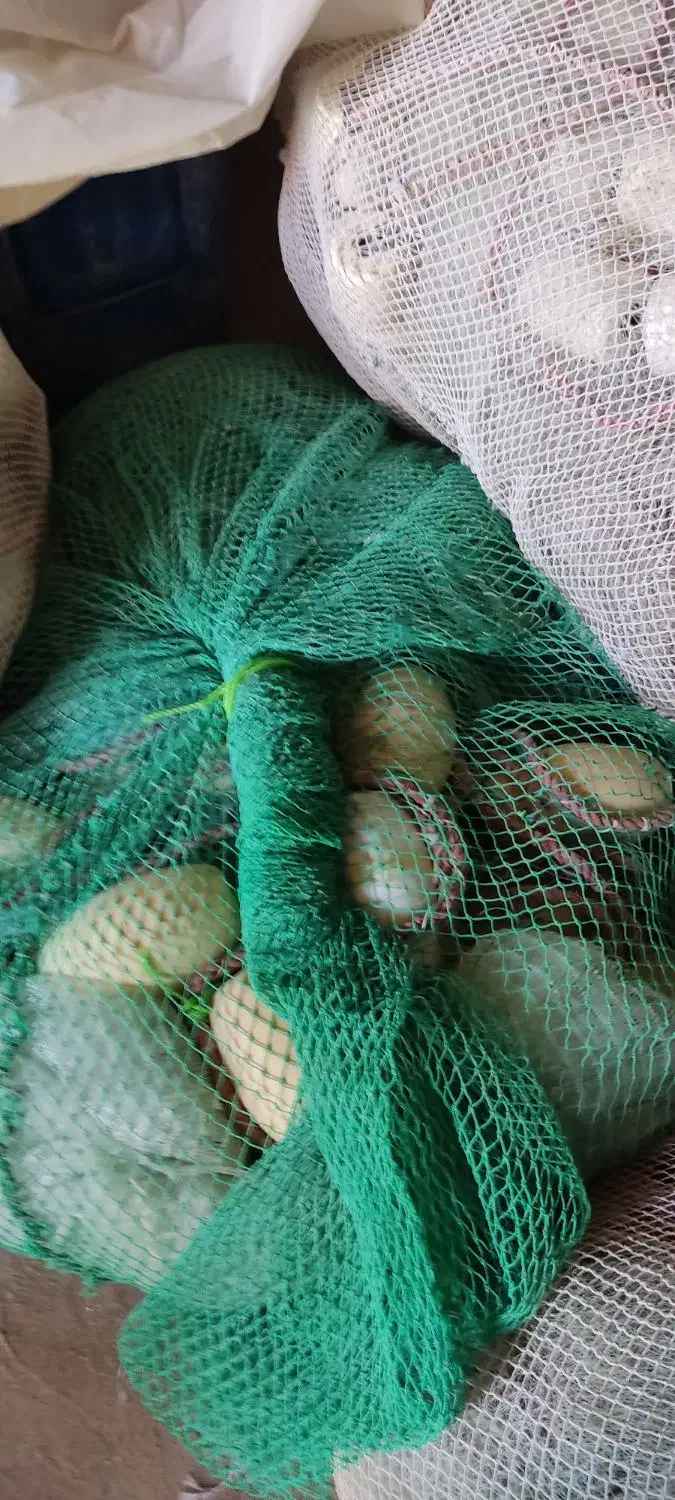 فروش جل میگو|ماهیگیری|درگهان, |دیوار