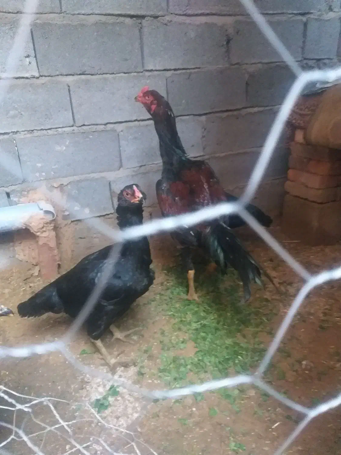 خروس لاری|حیوانات مزرعه|باروق, |دیوار