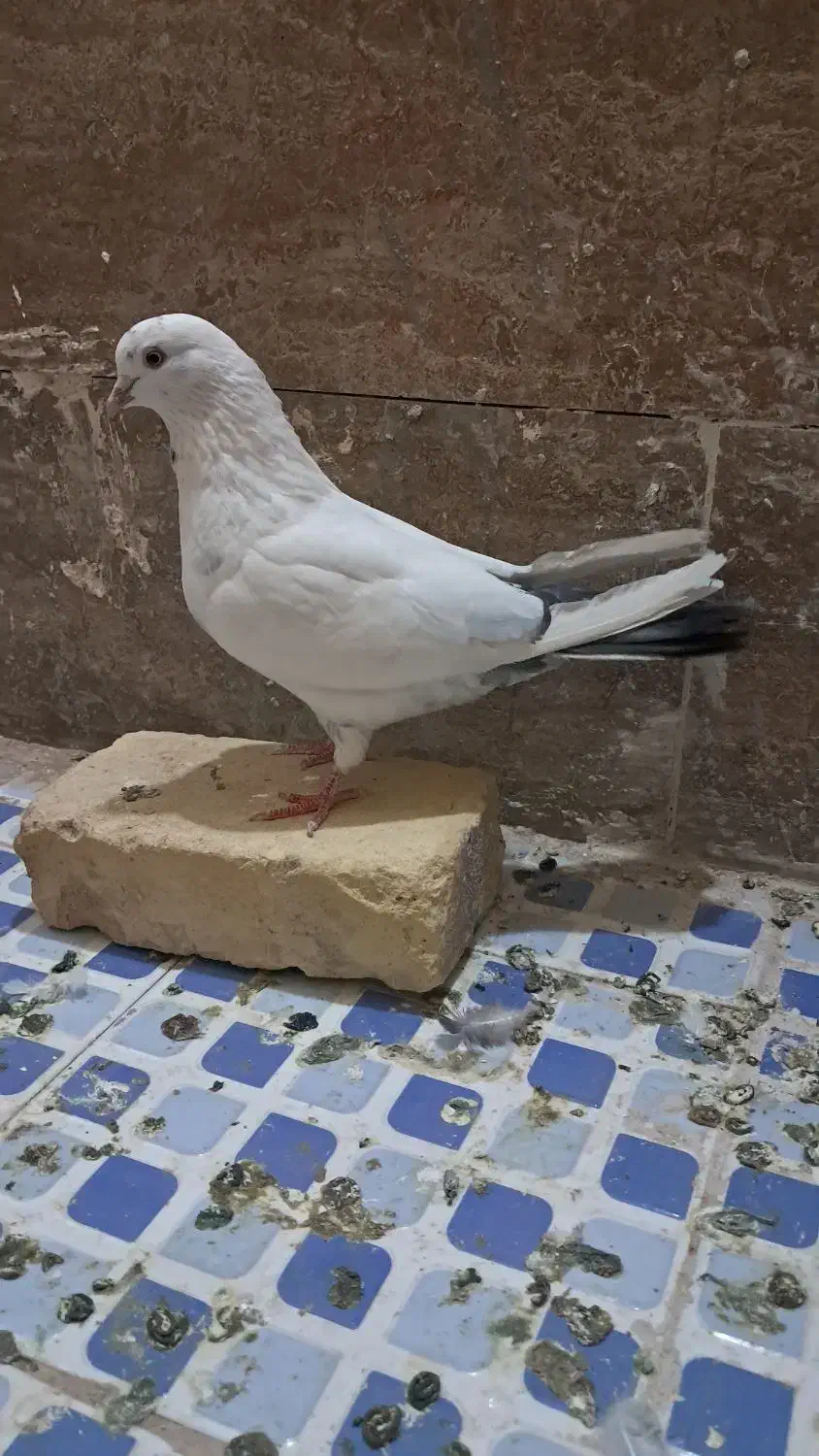 کبوتر|پرنده|زارچ, |دیوار