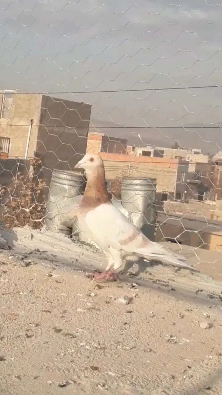 چند تا حیوان فروش|پرنده|بجنورد, |دیوار