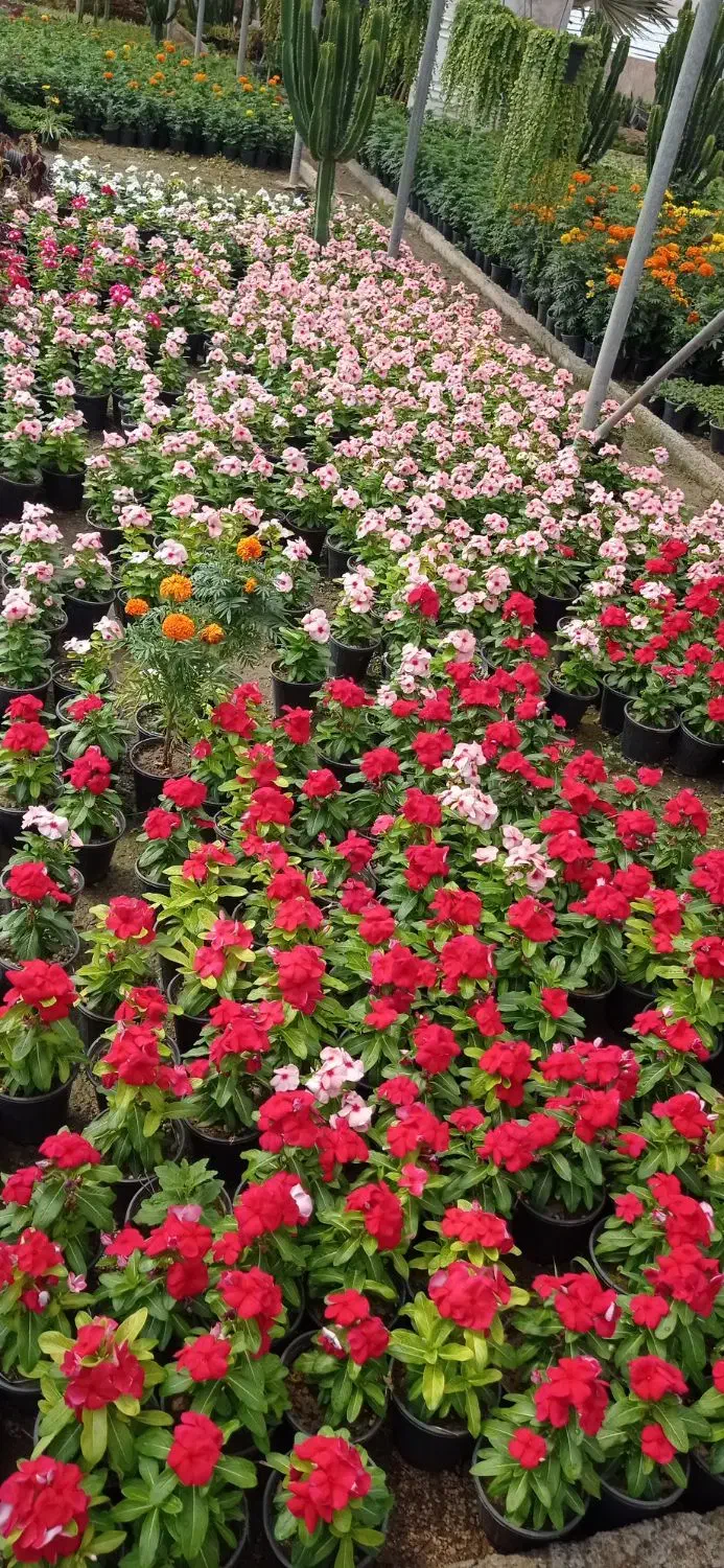 باغبان حرفه ای|خدمات باغبانی و درختکاری|کرج, دهقان ویلا|دیوار