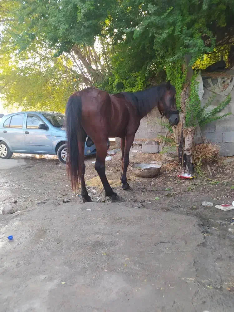 اسب دره شور|اسب و تجهیزات اسبسواری|بندرعباس, |دیوار