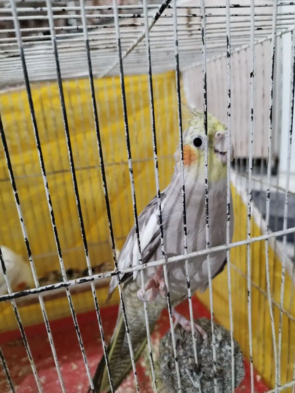 عروس هلندی مرغ عشق فنچ|پرنده|مشهد, همت آباد|دیوار