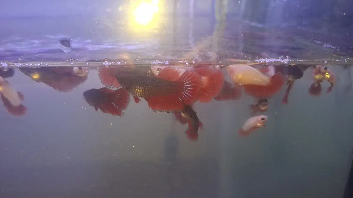 فایتر|ماهی|رشت, نظری|دیوار