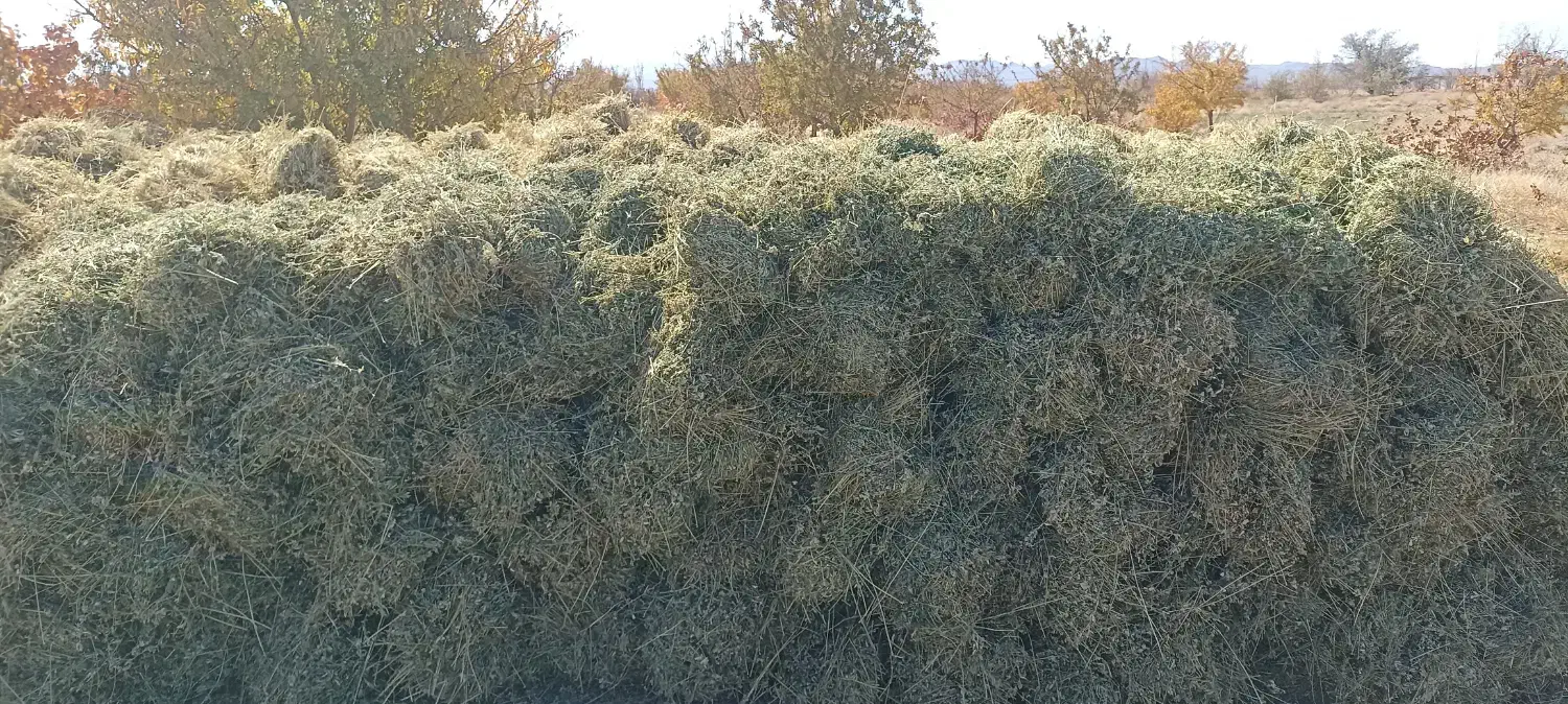 بیده دست پیچ پربرگ منی 90|عمدهفروشی|پاریز, |دیوار