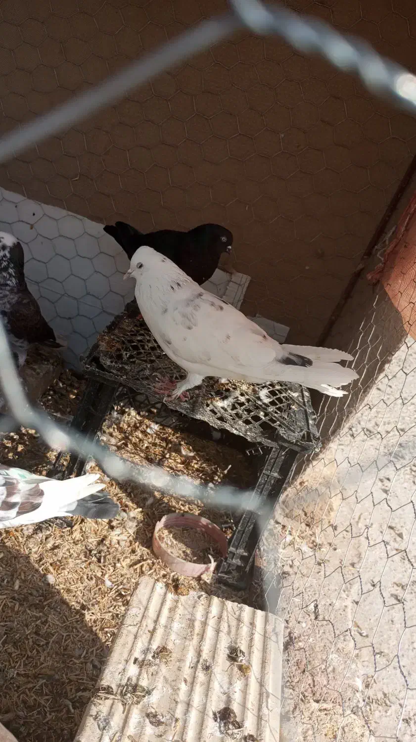 کبوتر|پرنده|طارم (زنجان), |دیوار