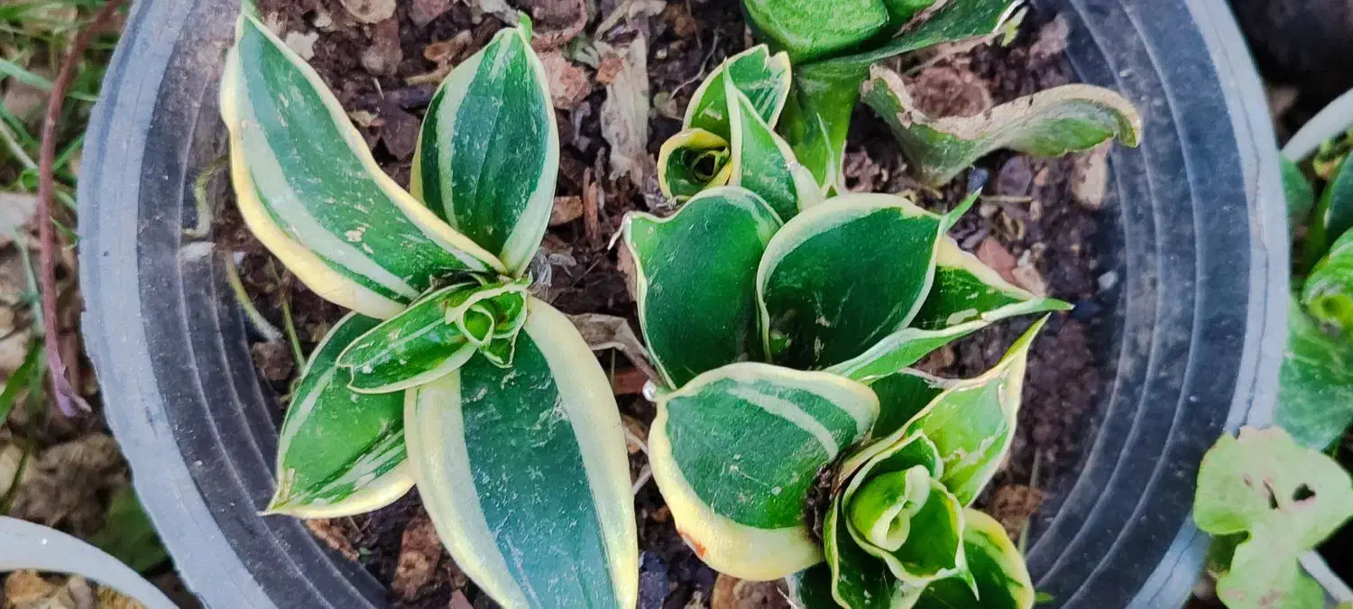 گلهای آپارتمانی/حراج|گل و گیاه طبیعی|لاهیجان, گلستان|دیوار