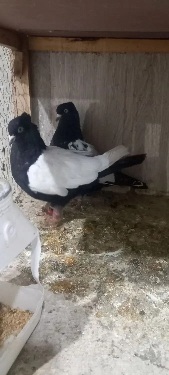 سینه سیاه|پرنده|مشهد, لقمانی|دیوار