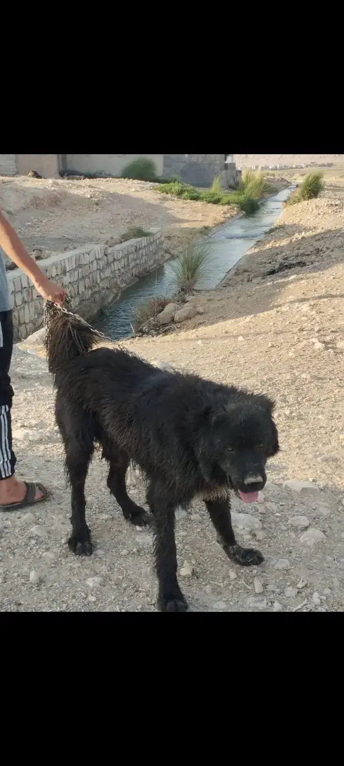 سگه|سگ|سرپل ذهاب, |دیوار