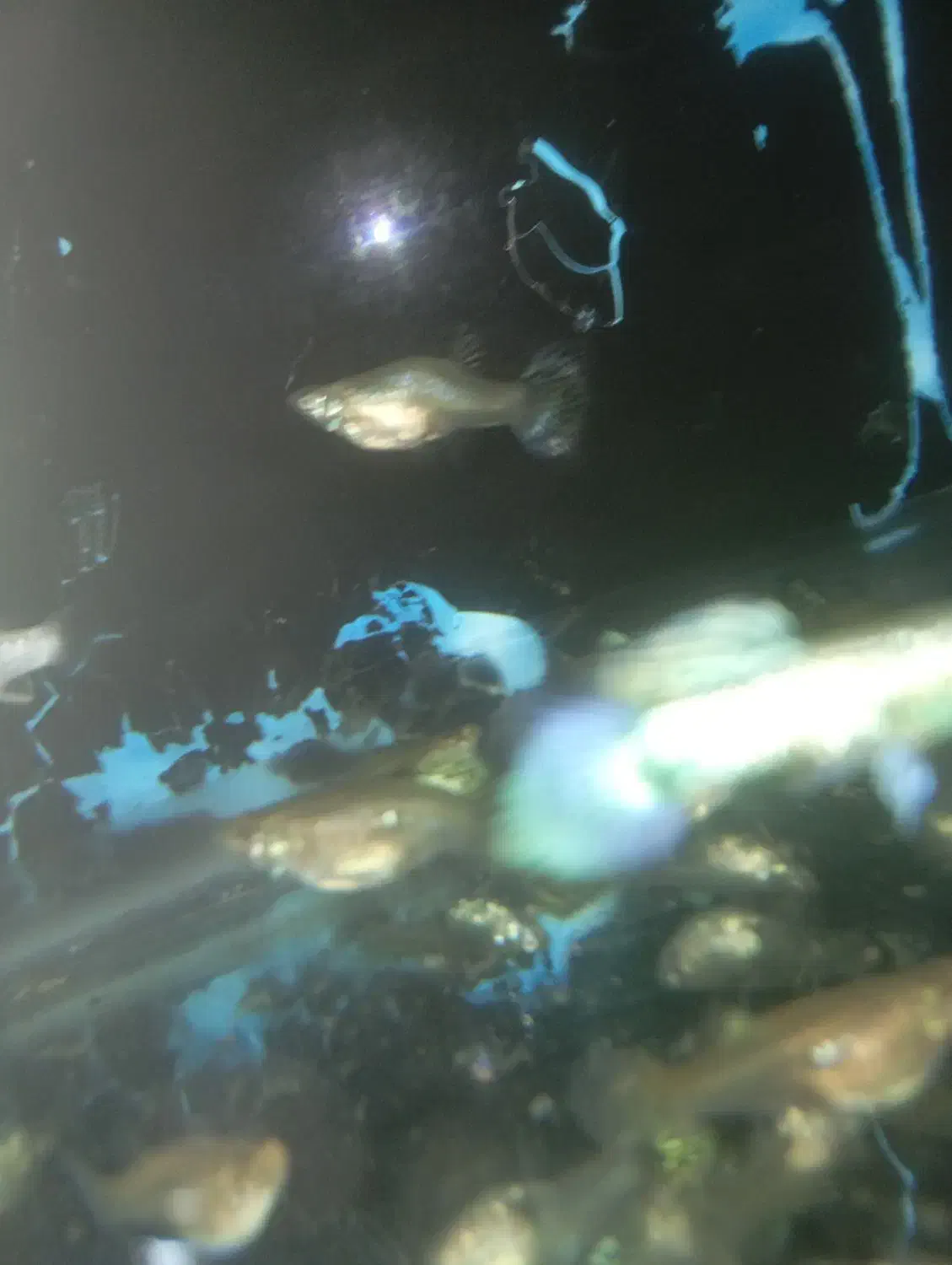 ماهی گوپی مولد کلی و جزئی|ماهی|کاشمر, |دیوار