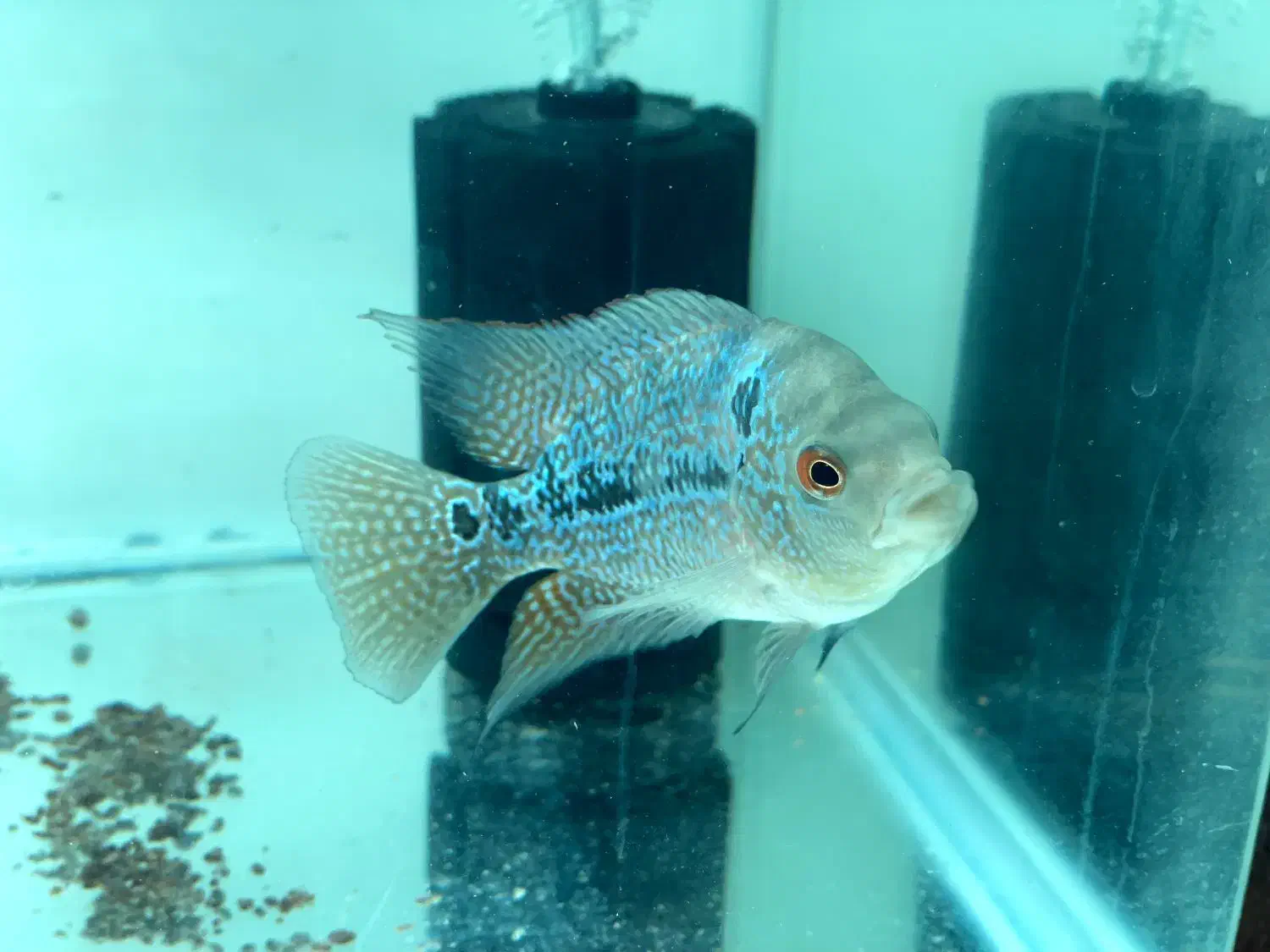 فلاور|ماهی|تربت‌حیدریه, مظفریه|دیوار