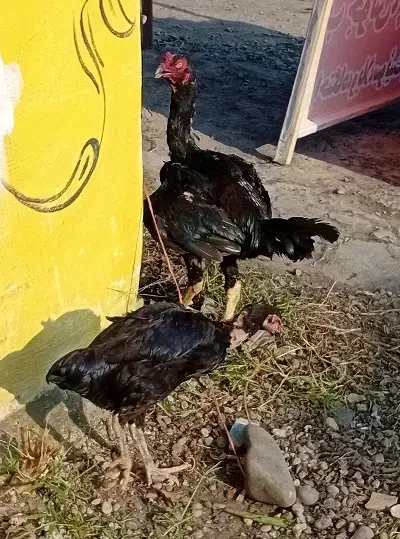 مرغ خروس لاری|حیوانات مزرعه|سنگر, |دیوار