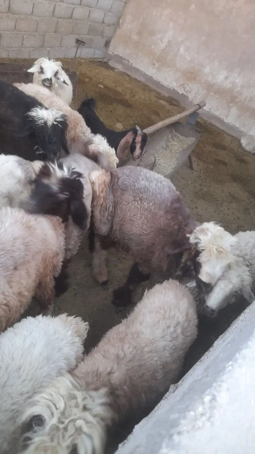 فروش بره نر وماده|حیوانات مزرعه|اوز, |دیوار