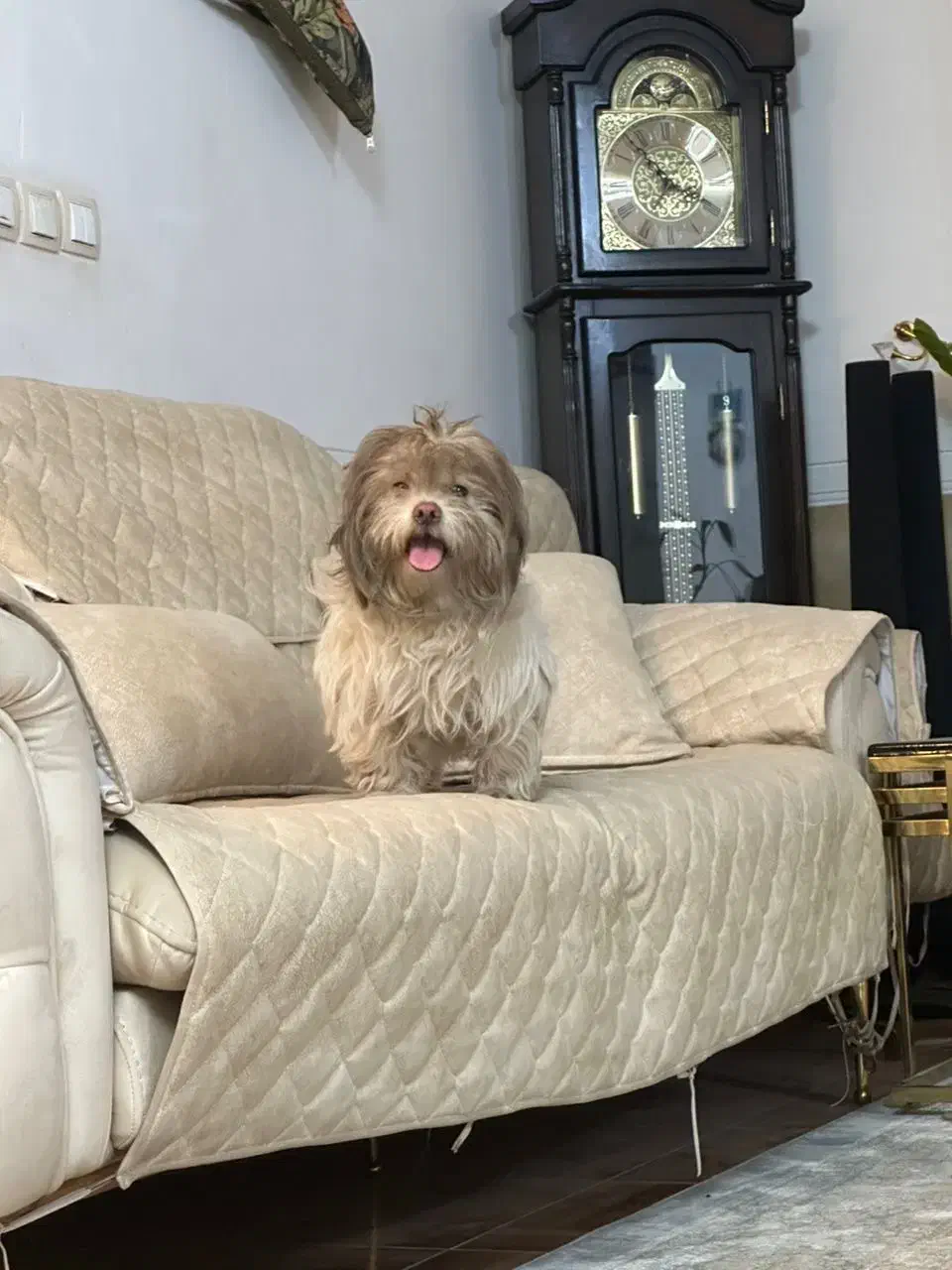 سگ گمشده|حیوانات|شیراز, وحدت|دیوار