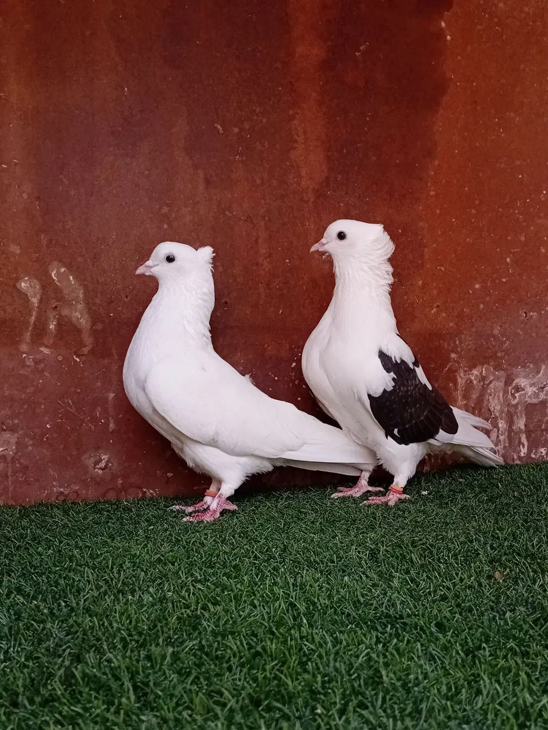 کبوتر پرشی ( بندرگز)|پرنده|گرگان, |دیوار