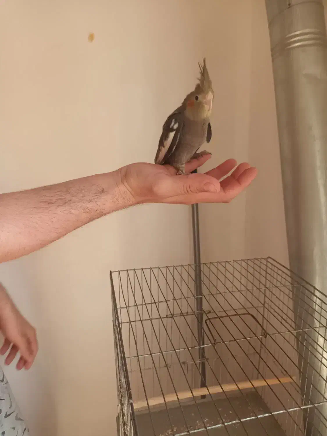 طوطی عروس جوجه رام|پرنده|شفت, |دیوار