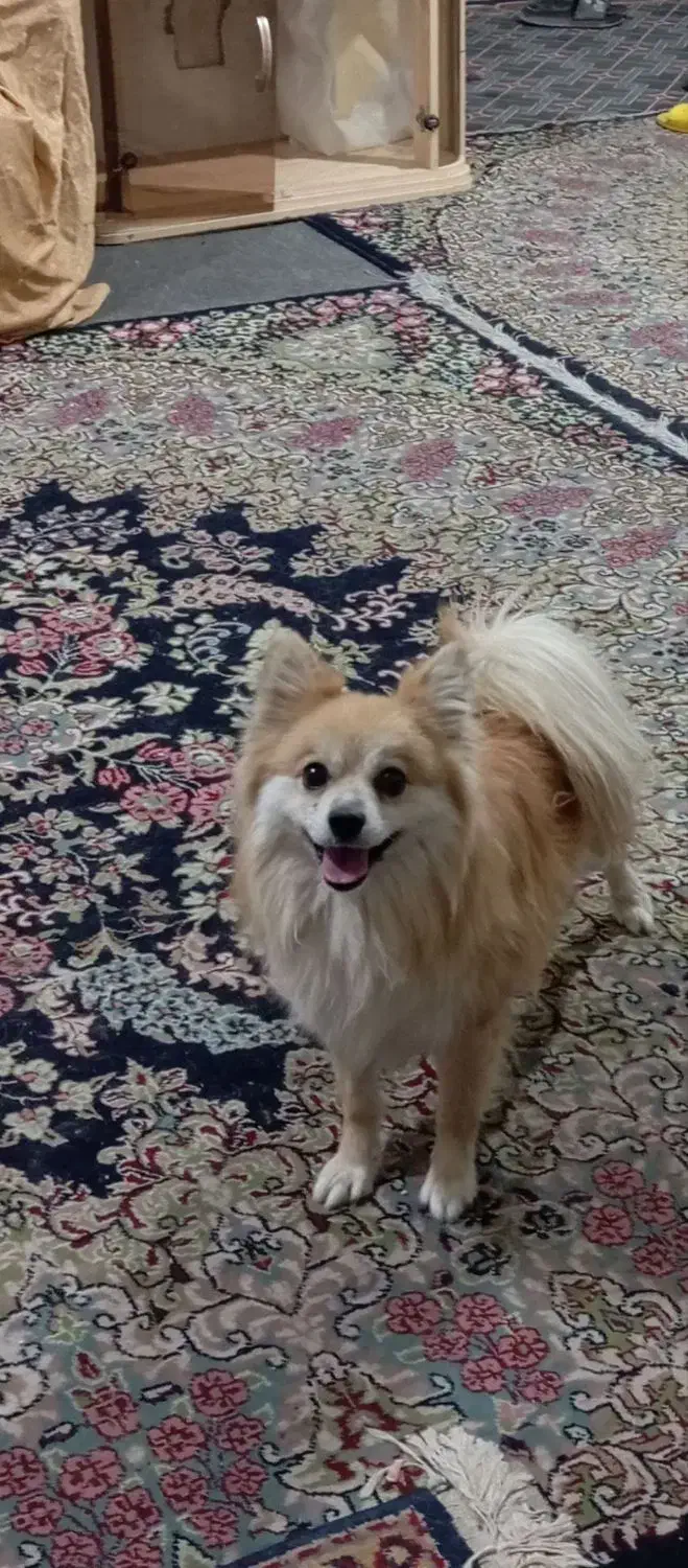 سگ پامر|سگ|کرمان, |دیوار