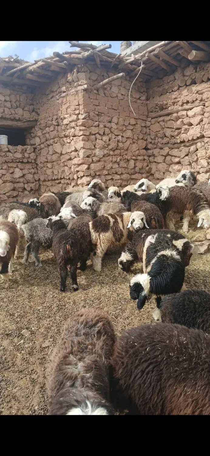 بره .کهره.میش|حیوانات مزرعه|کامفیروز, |دیوار