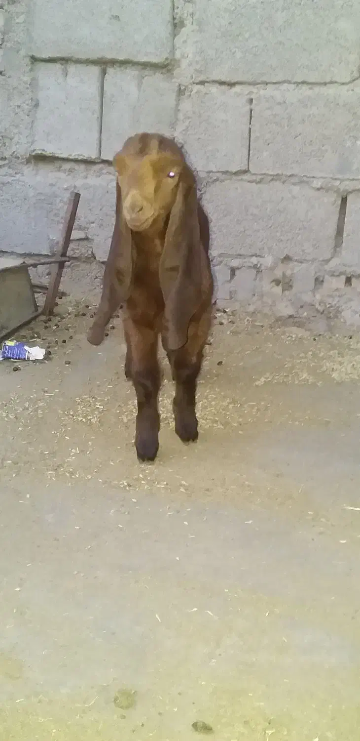 بیگ و بز نر افغانی|حیوانات مزرعه|دزفول, |دیوار