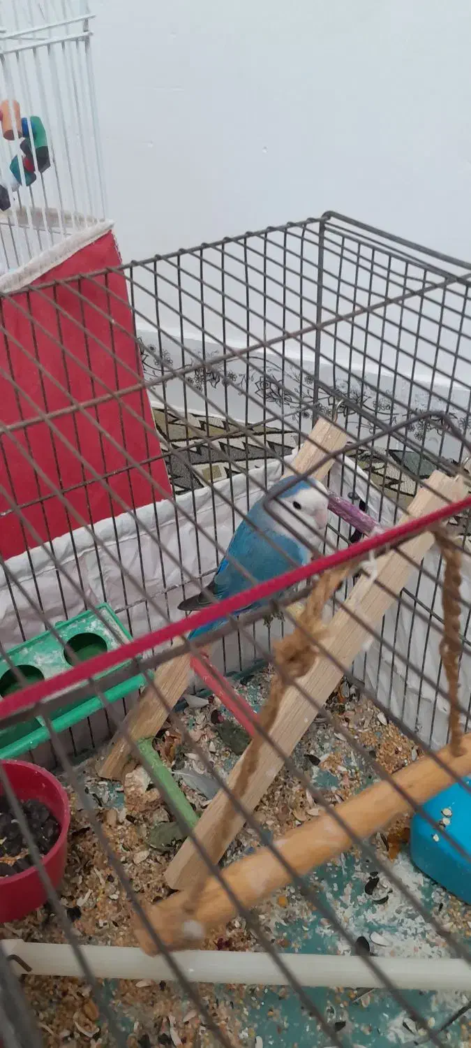 عروس هلندی وطوطی،برزیلی با قغس|پرنده|شهریار, شهرک شاهد|دیوار