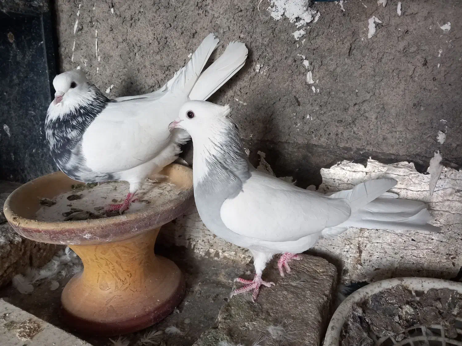 طوقی|پرنده|هرسین, |دیوار