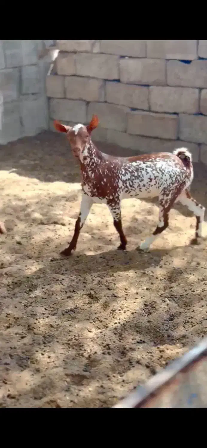 دام های اصلی|حیوانات مزرعه|تربتحیدریه, بازار|دیوار