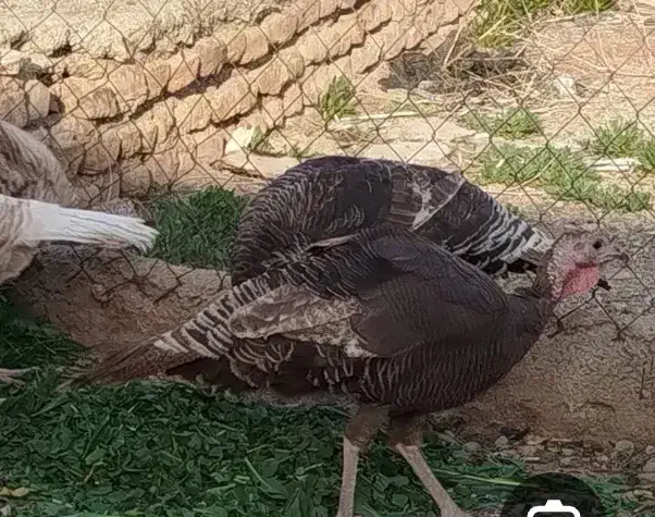 بوقلمون|حیوانات مزرعه|فیروزآباد (فارس), |دیوار