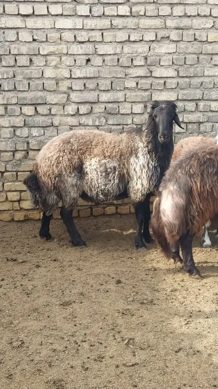 قوچ جوان|حیوانات مزرعه|هرند, |دیوار