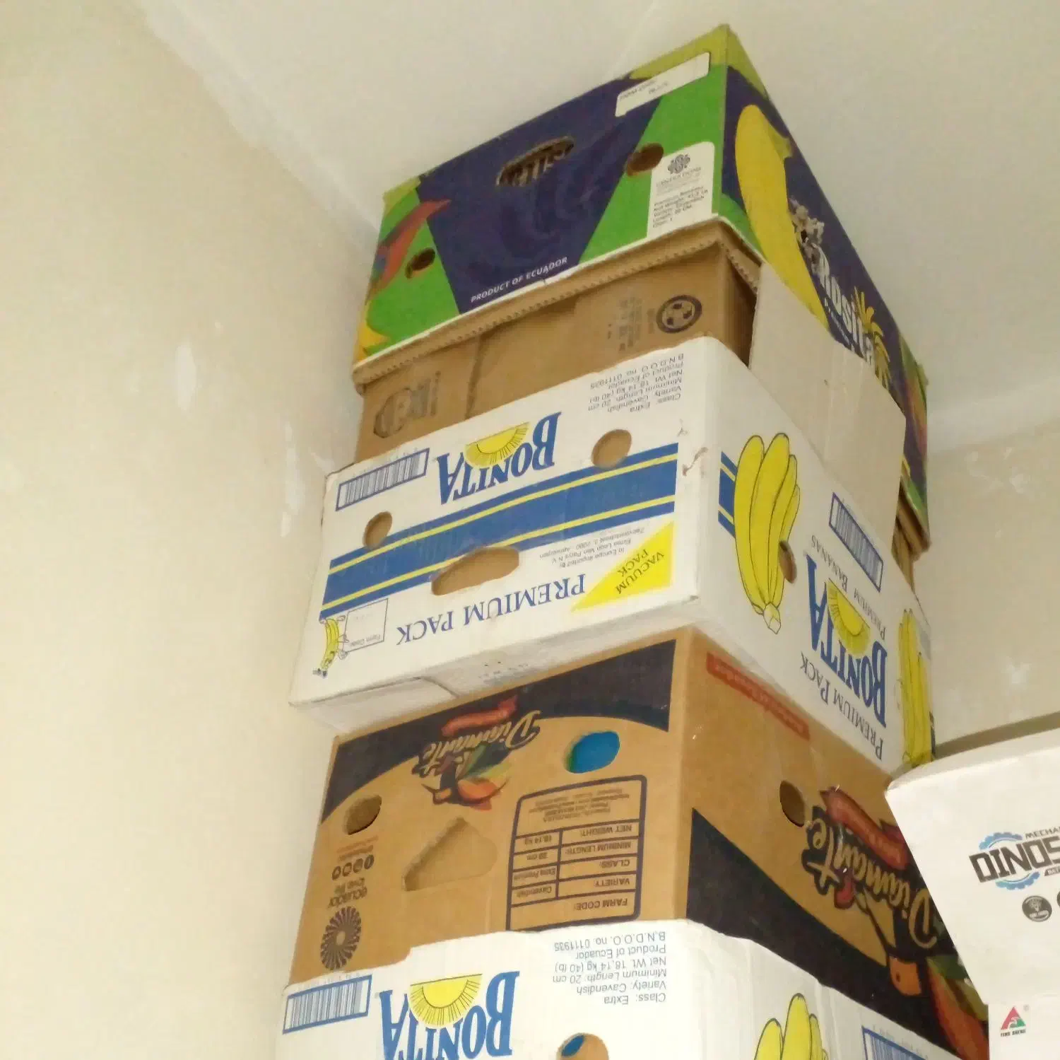 کارتون موز|عمده‌فروشی|بومهن, |دیوار