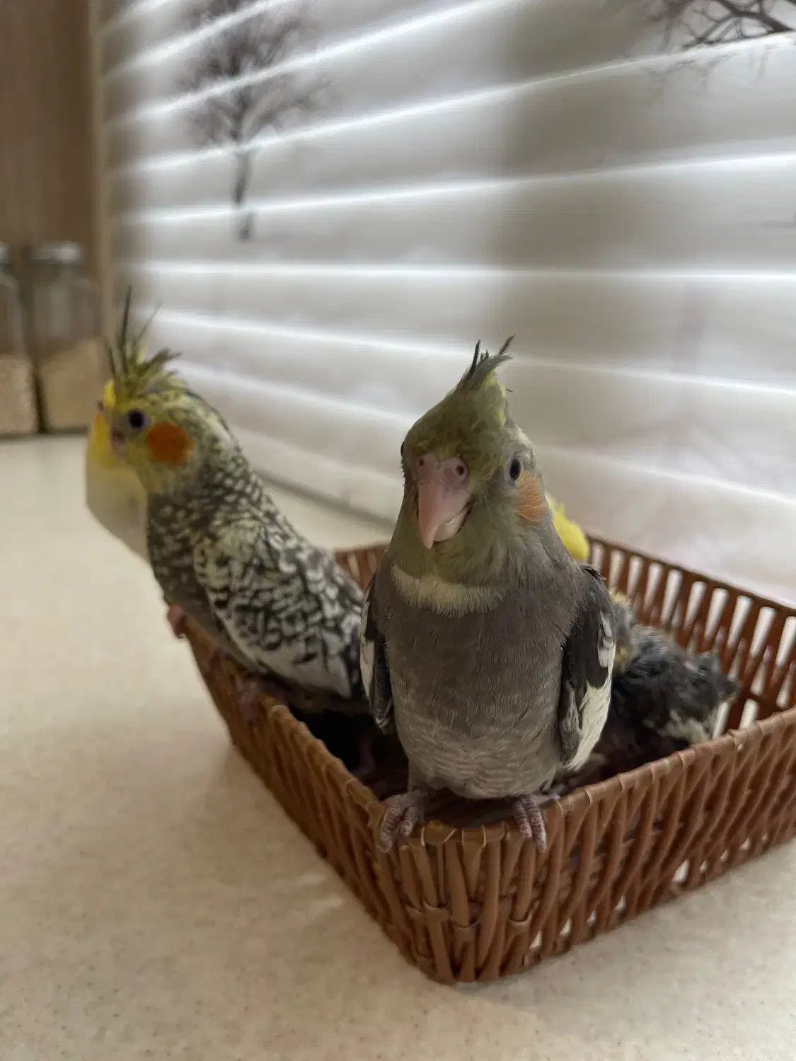 ۷ تا جوجه عروس سرلاکی و نرم خور|پرنده|کرج, کوی کارمندان جنوبی|دیوار