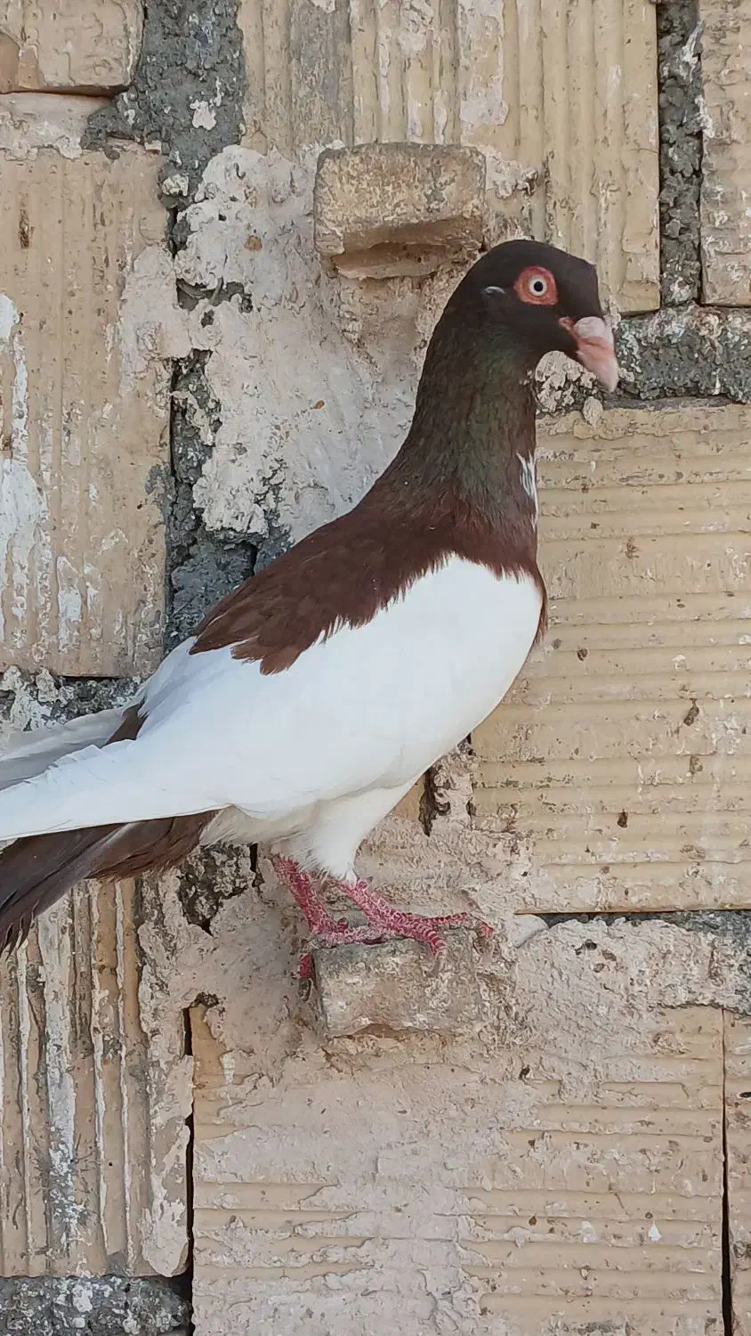 کبوتر یهودی|پرنده|گلمکان, |دیوار