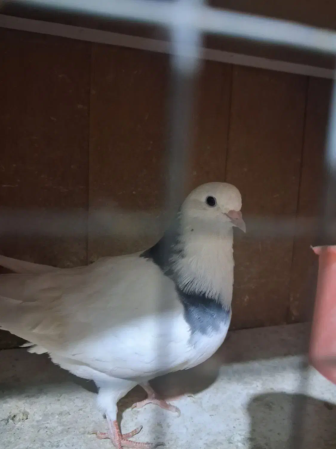 سه عدد کفتر پرشی ب شرط|پرنده|ماهدشت, |دیوار