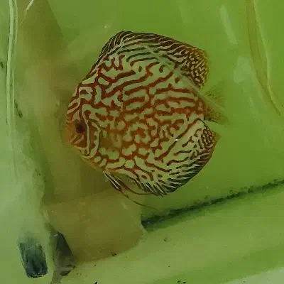 دیسکس|ماهی|گرگان, |دیوار