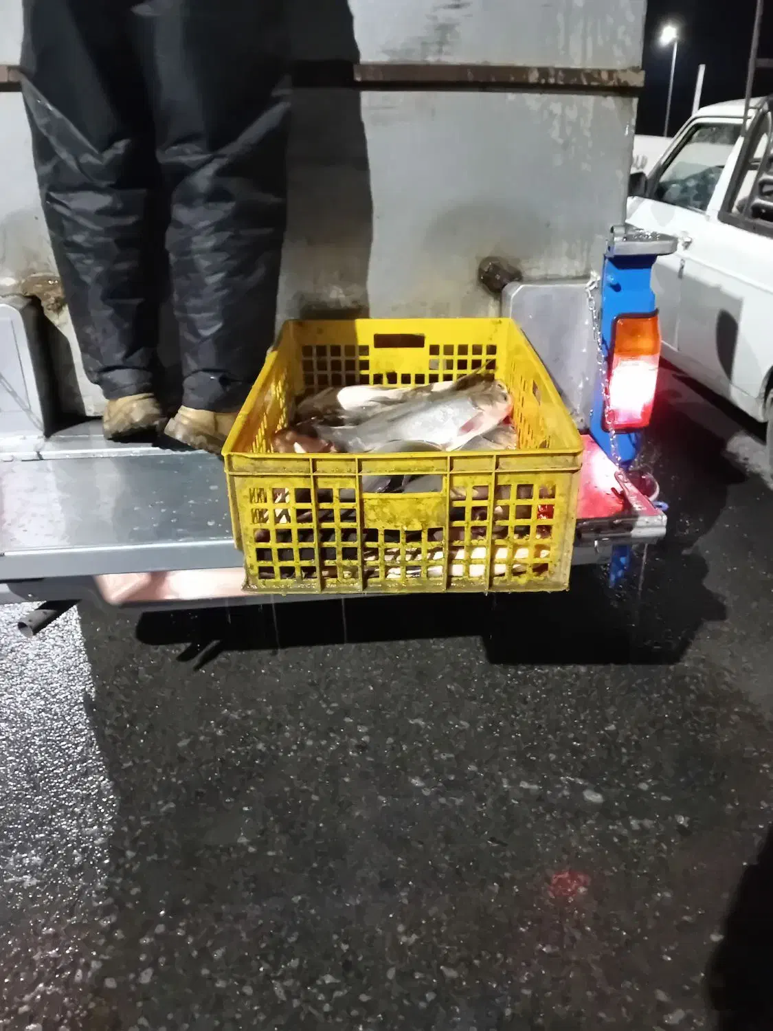 فروش ماهی زنده آدینه پاک کردن ماهی رایگان|ماهی|بروجرد, |دیوار