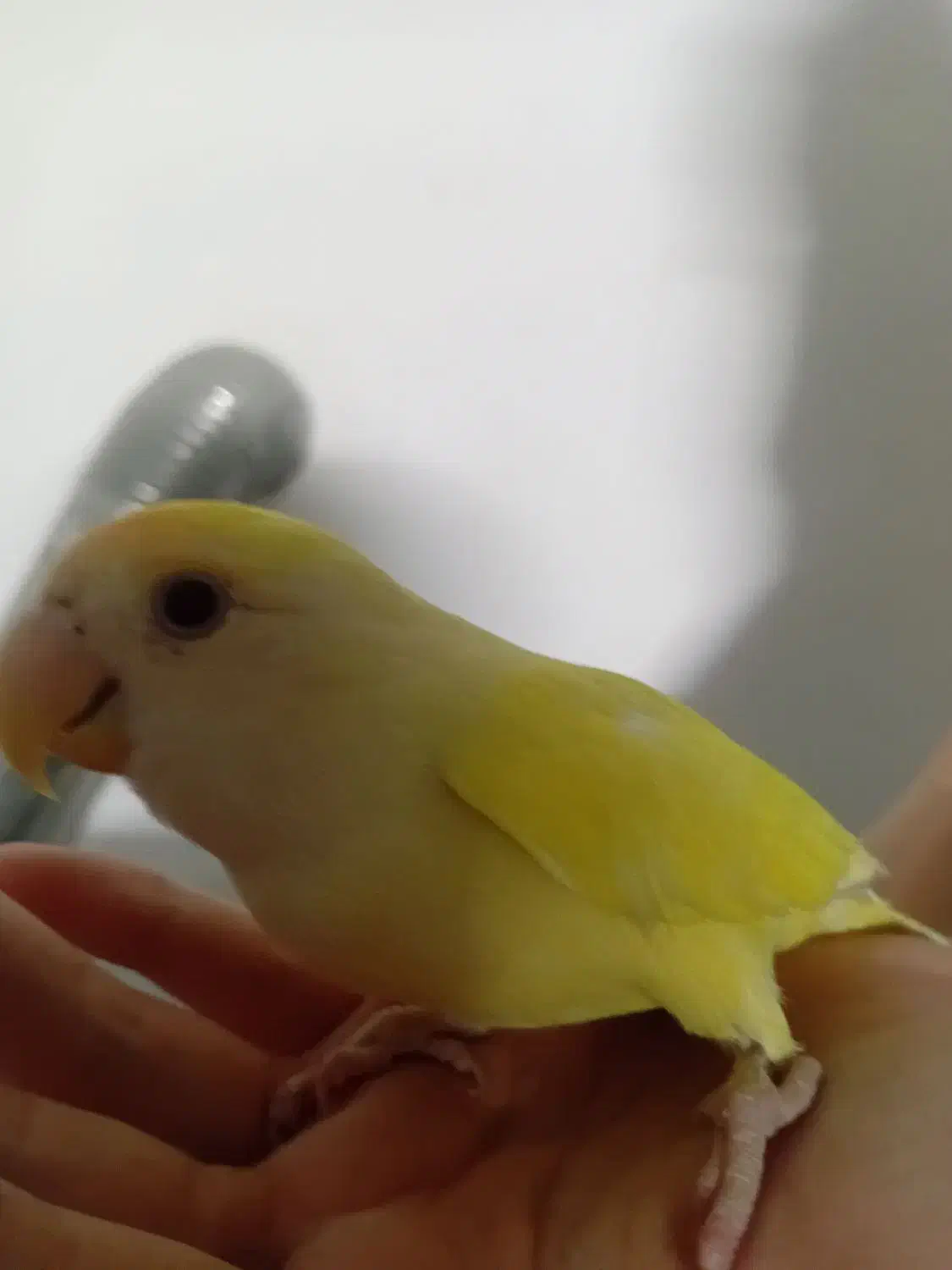 کوتوله برزیلی جفت مولد و جوجه کوتوله دستی|پرنده|مشهد, سجادیه|دیوار