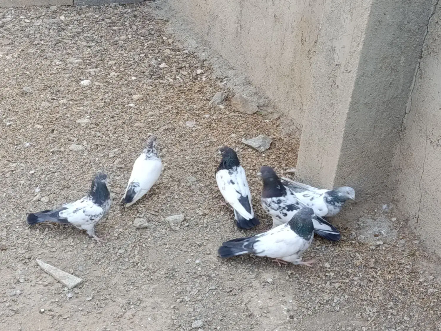 کله دم سبز|پرنده|بهار, |دیوار