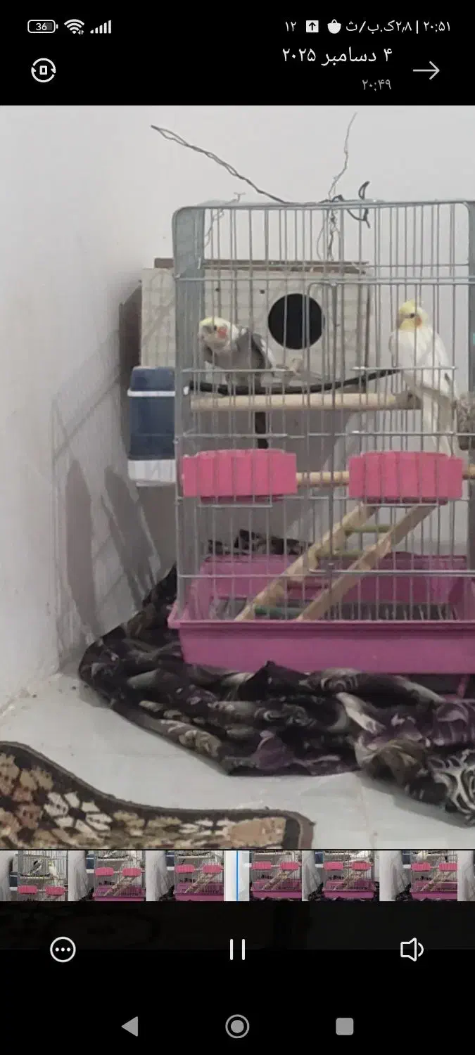 عروس هلندی|پرنده|اسفرورین, |دیوار