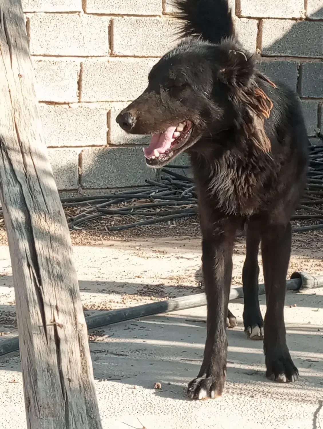 فروش سگ|سگ|سروستان, |دیوار