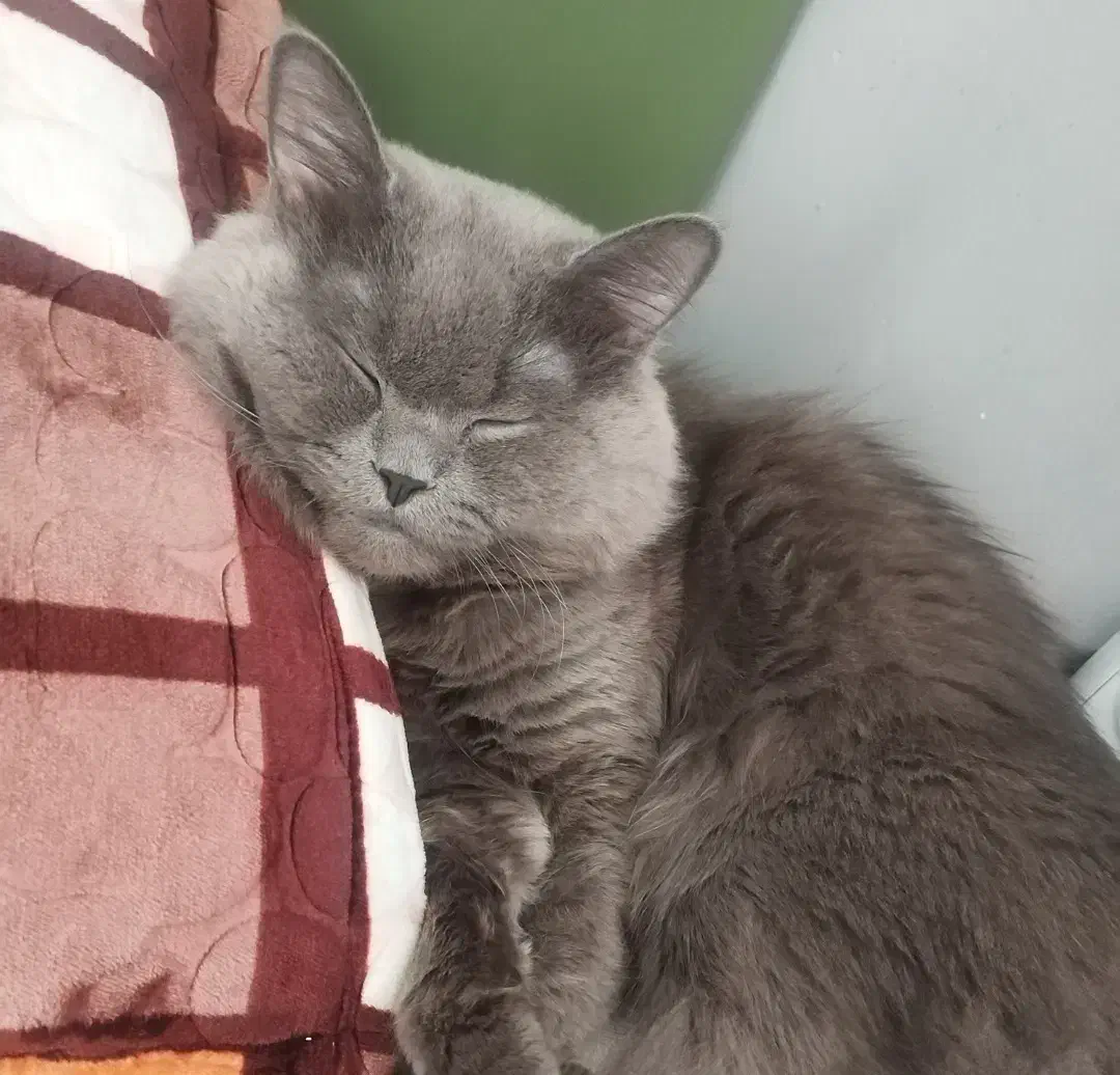 گربه هیمالین گربه بیریتیش گربه بالغ|گربه|شهریار, شهریار|دیوار