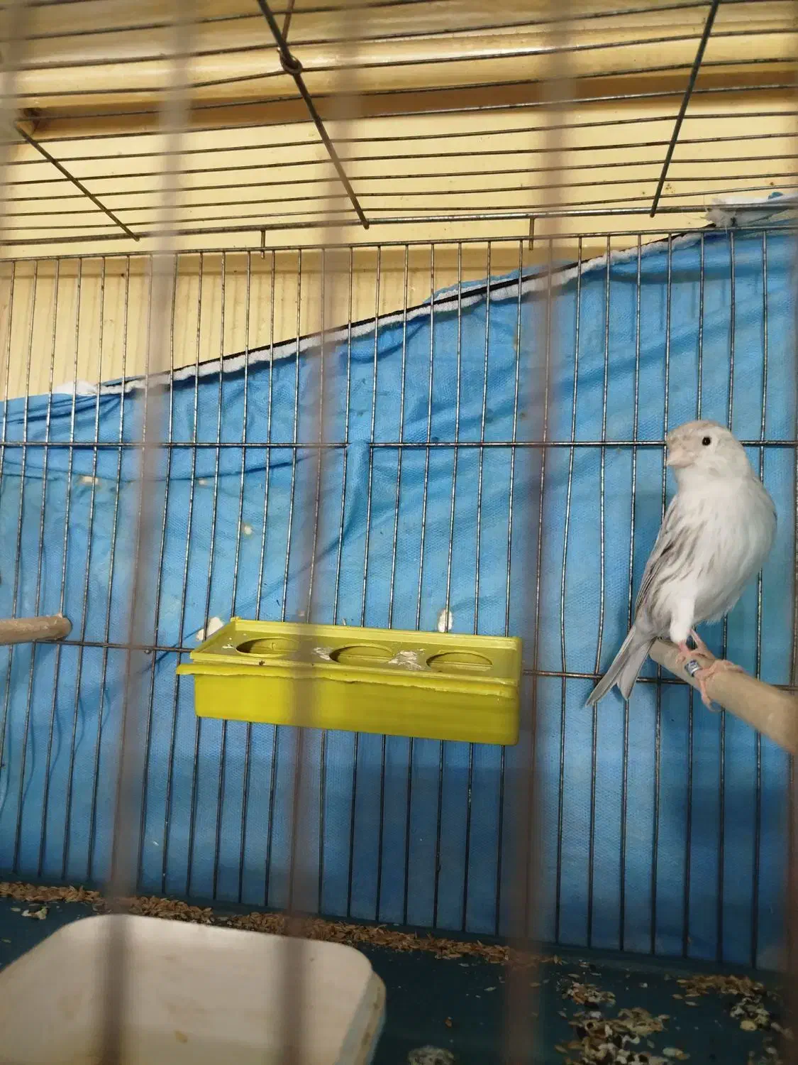 قناری|پرنده|ابهر, |دیوار