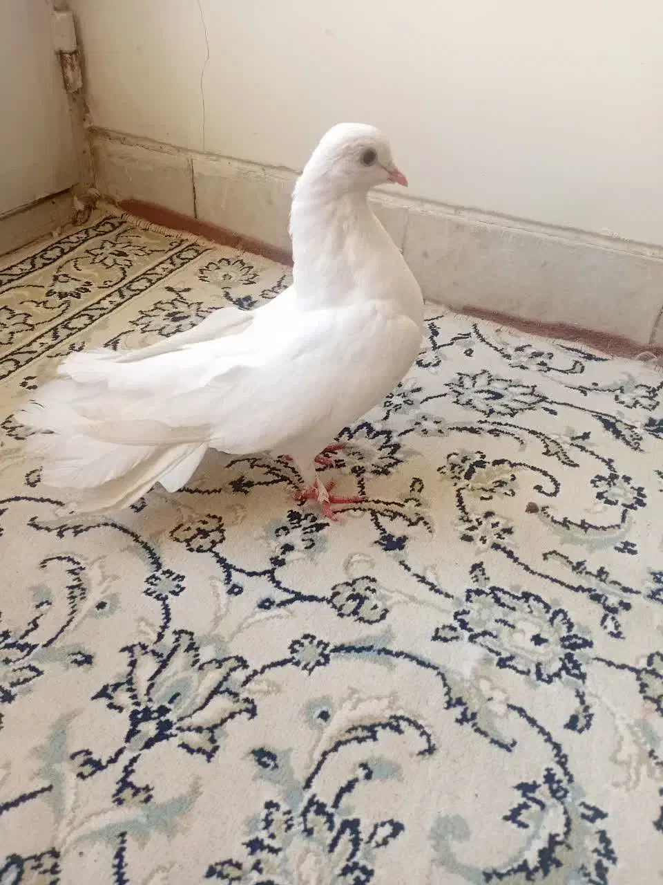 کبوتر زینتی|پرنده|اصفهان, پروین|دیوار