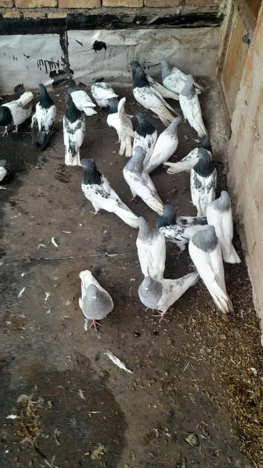 کبوتر|حیوانات|مرند, |دیوار