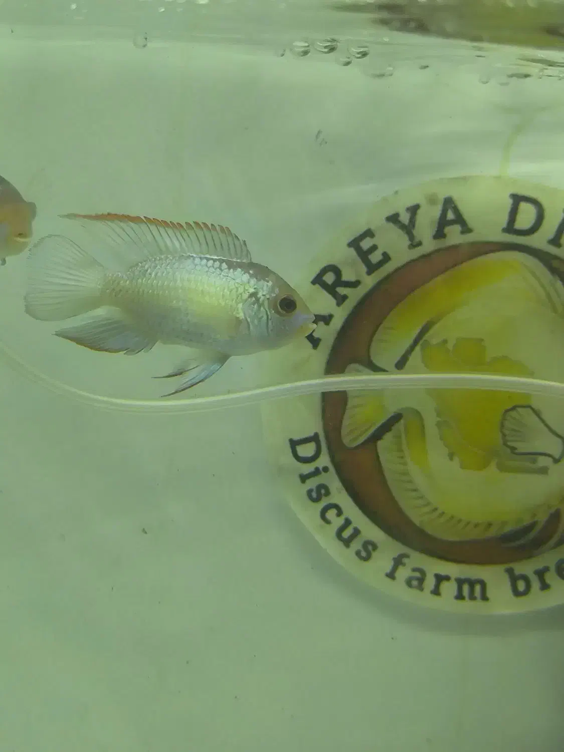 فروش ماهی بلو آکارا و پرت پلار|ماهی|مشهد, انقلاب|دیوار